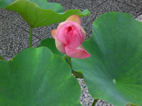 今花ひらく時 ハス,はす,ピンクの写真素材