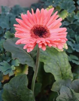 南アフリカ生まれ ガーベラ,花,自然の写真素材