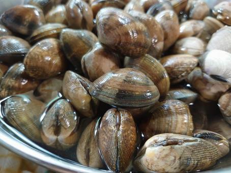 Asari (Clam), JPG Asari (Clam), JPG