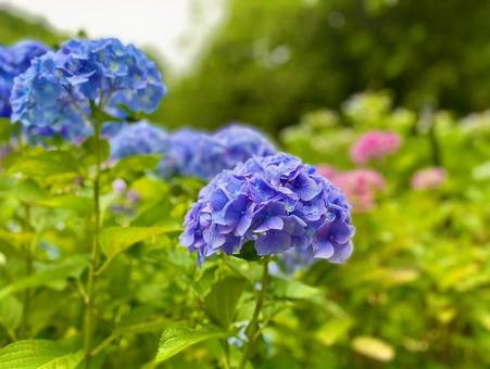紫陽花 紫陽花の写真