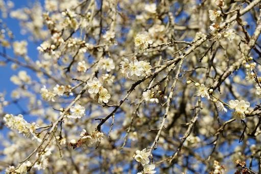 Photo, spring, white plum, merlin, 