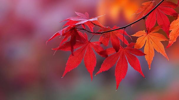 美しいグラデーションの紅葉 美しいグラデーションの紅葉の写真