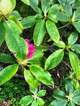 何の花？の写真