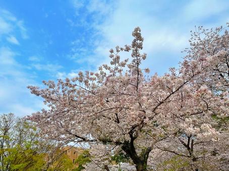 桜 桜,サクラ,春の写真素材