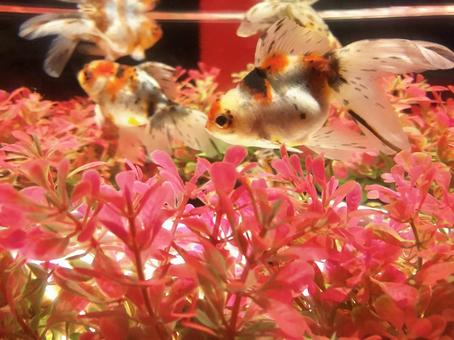 Photo, goldfish, japan, it's beautiful, 