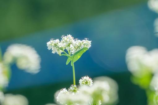 白い蕎麦の花のコントラスト 白い蕎麦の花のコントラスト 蕎麦,花,白の写真素材