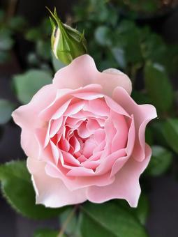 Photo, rose, robe decolletee, rosa orientis, 