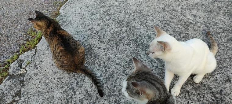 猫 猫の写真