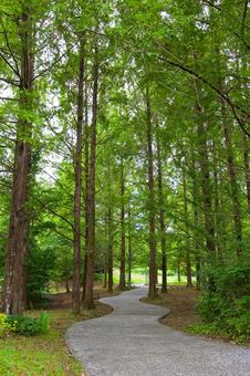 Photo, a promenade, forest, road, 