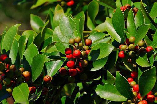 秋の陽射しとクロガネモチ 秋の陽射しとクロガネモチ クロガネモチ,黒金餅,モチノキ科の写真素材
