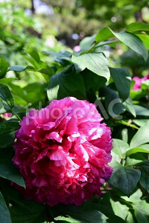 紫の牡丹04 花,牡丹,ボタンの写真素材