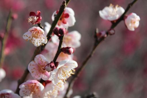 梅の花 梅,木,風景の写真素材