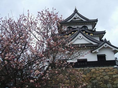 彦根城と梅 彦根城と梅 彦根城,滋賀県,お城の写真素材