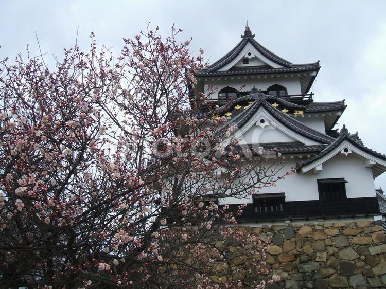 彦根城と梅 彦根城,滋賀県,お城の写真素材