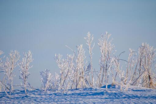 霧氷の小木が並ぶ冬丘 霧氷,雪,冬景色の写真素材