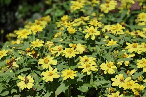 黄色い花びらの百日草の花の花壇の風景 黄色い,花びら,百日草の写真素材