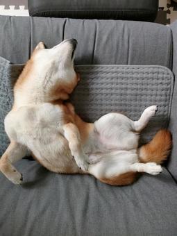 へそ天でお昼寝中の柴犬です! へそ天でお昼寝中の柴犬です! 犬,柴犬,シバの写真素材