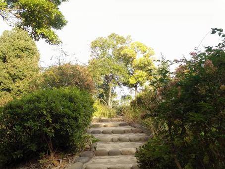 階段 階段,木,枯れ葉の写真素材