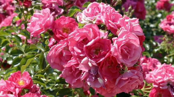 Photo, rose, plant, gardening, 