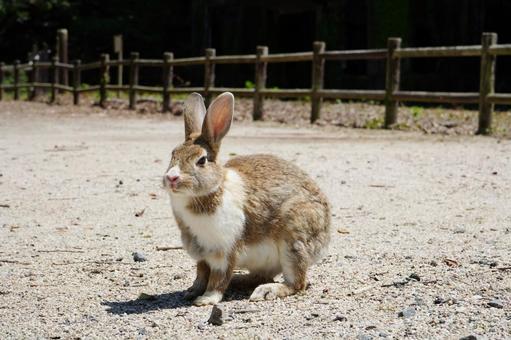 広島 大久野島 うさぎ島のうさぎ16 広島 大久野島 うさぎ島のうさぎ16 うさぎ,兎,卯の写真素材