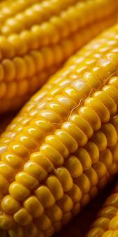 とうもろこし とうもろこしの写真