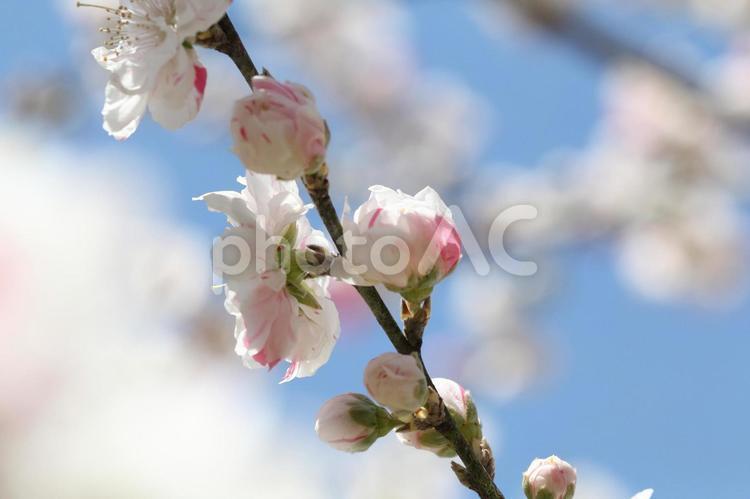 青空と白い梅 梅,うめ,ピンクの写真素材