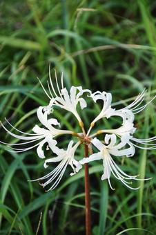 Red spider lily, JPG Red spider lily, JPG