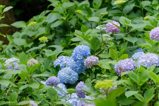 A colorful cluster of blooming hydrangeas, JPG A colorful cluster of blooming hydrangeas, JPG
