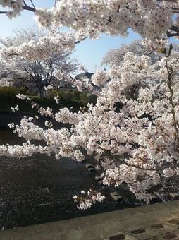 住宅街横の川沿いに咲く桜 桜,川,春の写真素材