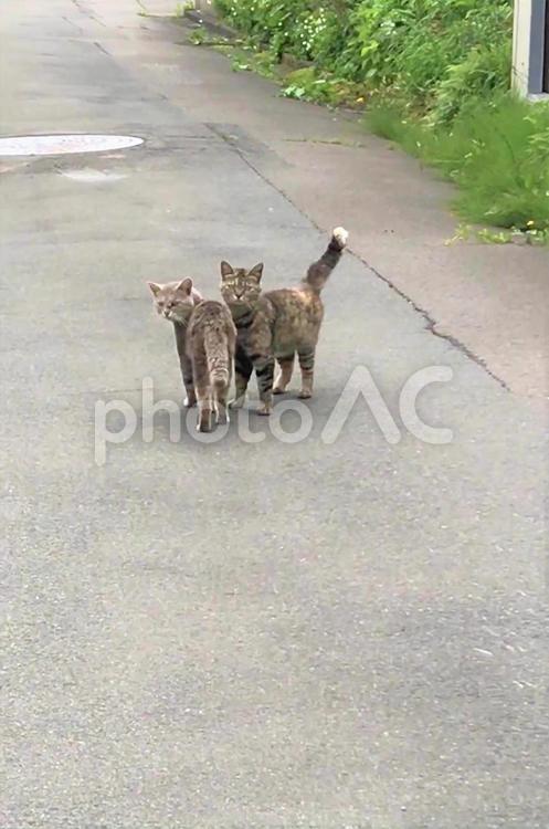 仲良しノラ猫さん　こっち向く ネコ,ねこ,野良猫の写真素材
