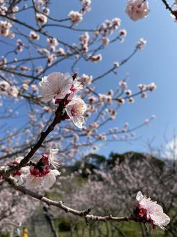 梅の花 梅の花の写真