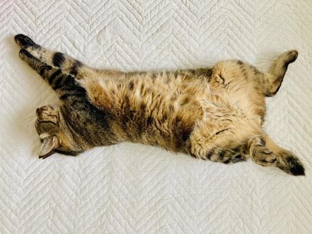 Photo, stretched out, cat, snowfall, 