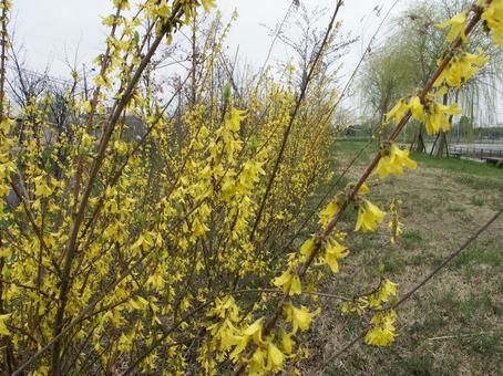 Photo, forsythia, blooming landscape, flowers and trees, 