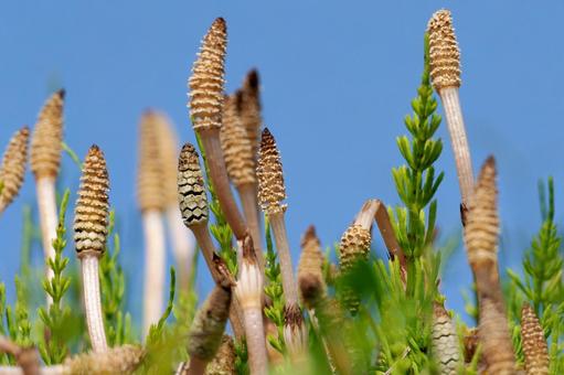 つくし群生 つくし,土筆,春の写真素材