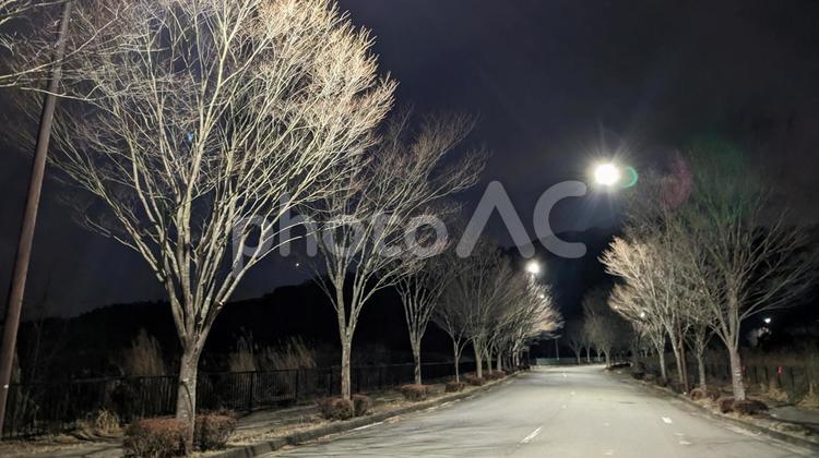 夜空と街路樹の風景 夜,光,街路樹の写真素材
