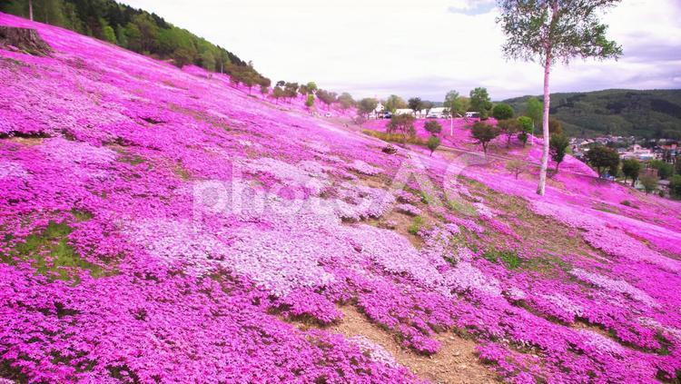 ピンクに染まった芝ざくら滝上公園 芝桜,春,観光の写真素材