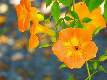ノウゼンカズラの花2 ノウゼンカズラの花2の写真
