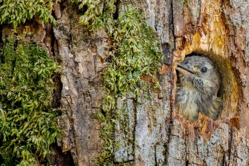 巣穴から顔を出すコゲラ 巣穴から顔を出すコゲラの写真