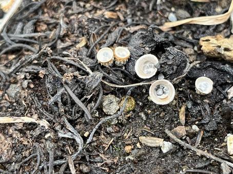 ハタケチャダイゴケかな 01 畑茶台苔,ハタケチャダイゴケ,キノコの写真素材