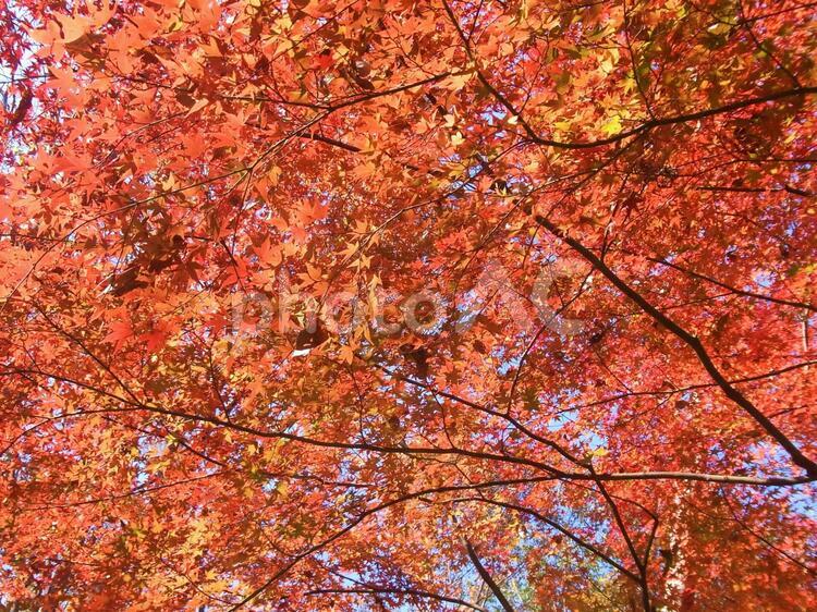 無数のもみじ 紅葉,もみじ,赤の写真素材