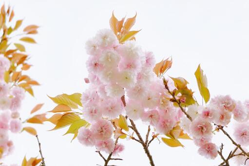 淡い紅色の八重桜　一葉 桜,一葉,八重桜の写真素材