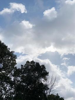 晴れ 木 空 雲 晴れ 木 空 雲の写真