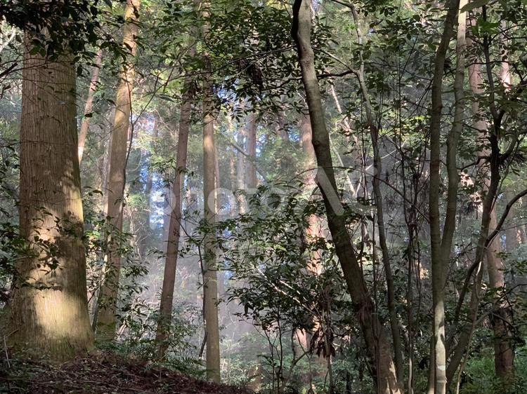 木漏れ日 伊勢神宮,別宮,倭姫命の写真素材