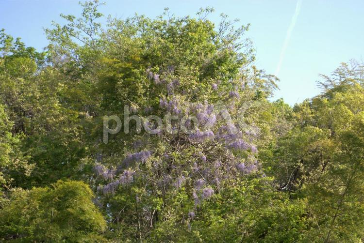 大きな木に絡みつく藤の花 自然,藤,藤の花の写真素材