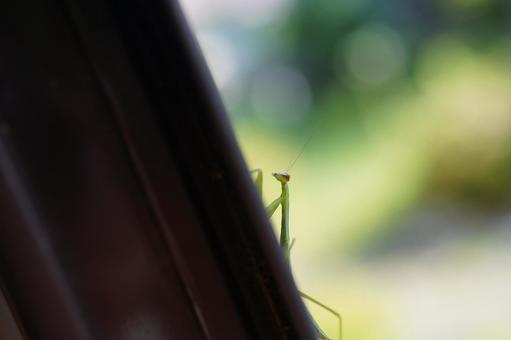 Baby Mantis C, JPG Baby Mantis C, JPG