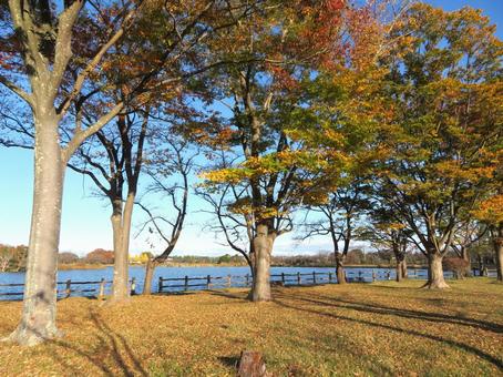 晩秋の公園（夕方） 晩秋,秋,１１月の写真素材
