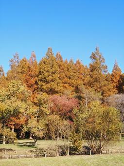 水元公園の紅葉・メタセコイアの森・葛飾区 秋,水元公園,紅葉の写真素材