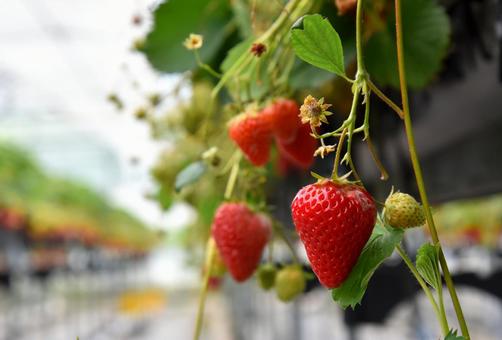 いちご狩り いちご狩り 苺,いちご,イチゴの写真素材