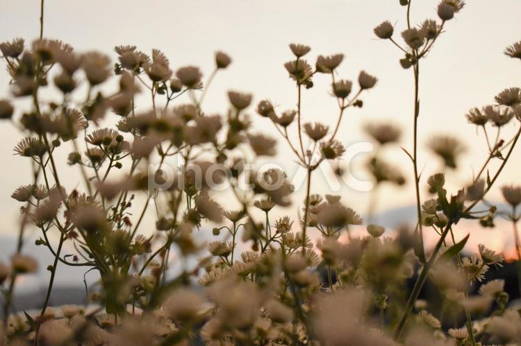 夕焼けと花 壁紙,背景,夕焼けの写真素材