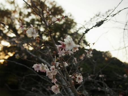 夕暮れ時の十月桜（11月下旬、関西） 秋,桜,十月桜の写真素材